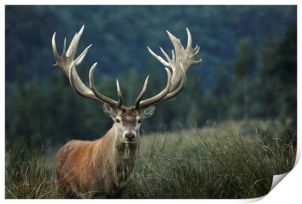 red stag Print by Peter Righteous