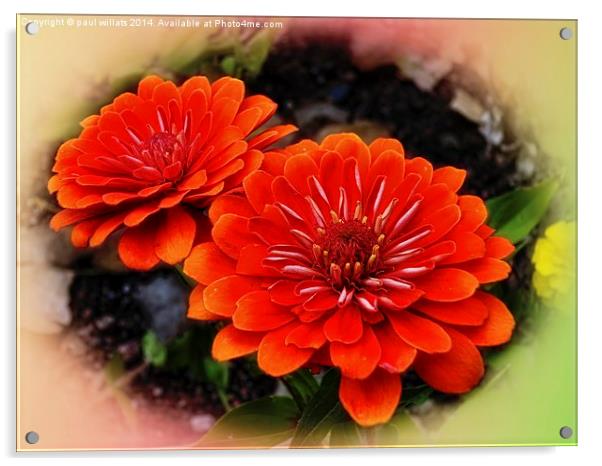  ORANGE ZINNIA FLOWERS Acrylic by paul willats