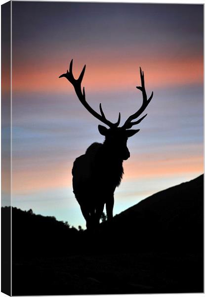 sunset stag Canvas Print by Peter Righteous