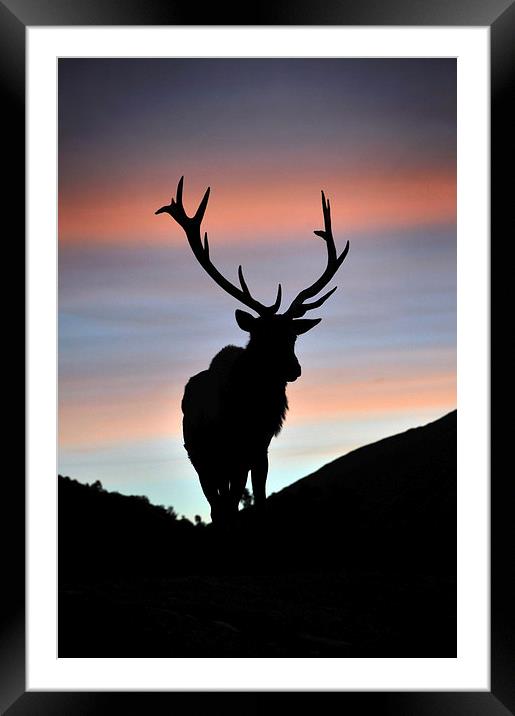sunset stag Framed Mounted Print by Peter Righteous