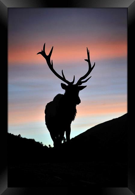 sunset stag Framed Print by Peter Righteous
