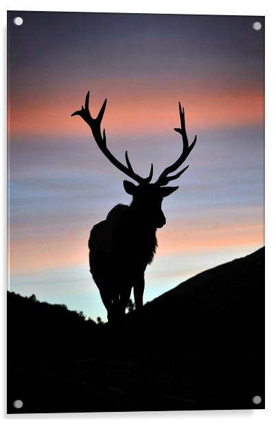 sunset stag Acrylic by Peter Righteous