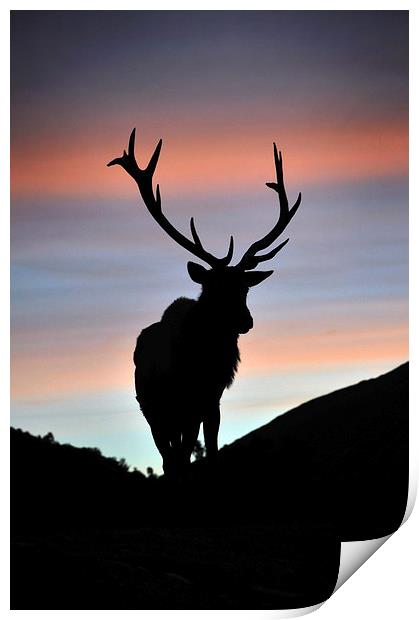 sunset stag Print by Peter Righteous