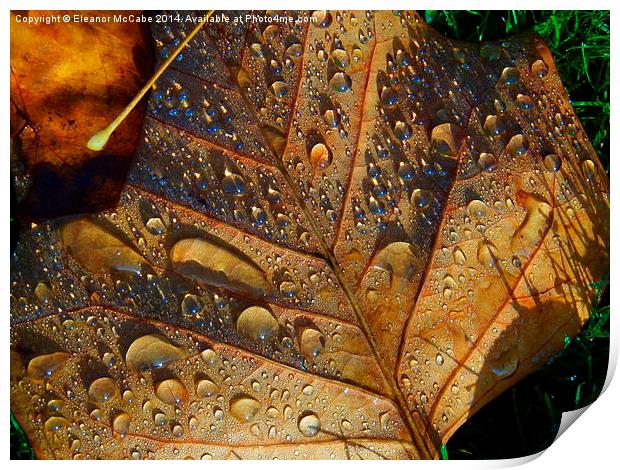  Frosty Autumn Beauty! Print by Eleanor McCabe