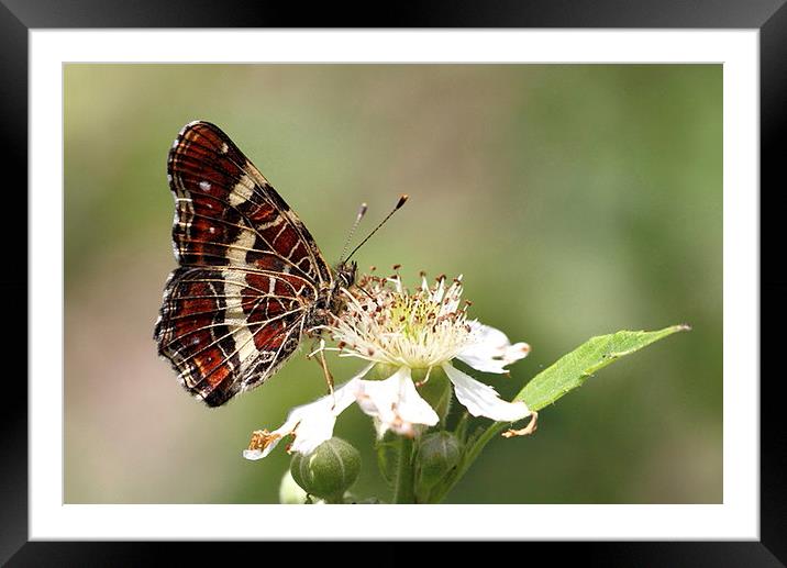  Map butterfly portrait Framed Mounted Print by Chris Griffin