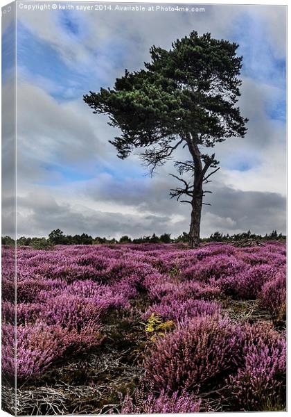  Alone In The Heather Canvas Print by keith sayer