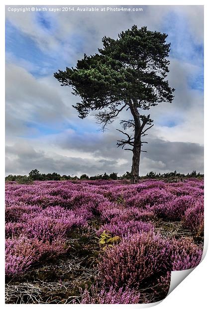  Alone In The Heather Print by keith sayer