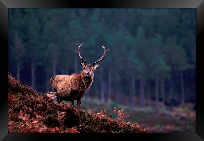   Red Deer Stag Framed Print by Macrae Images
