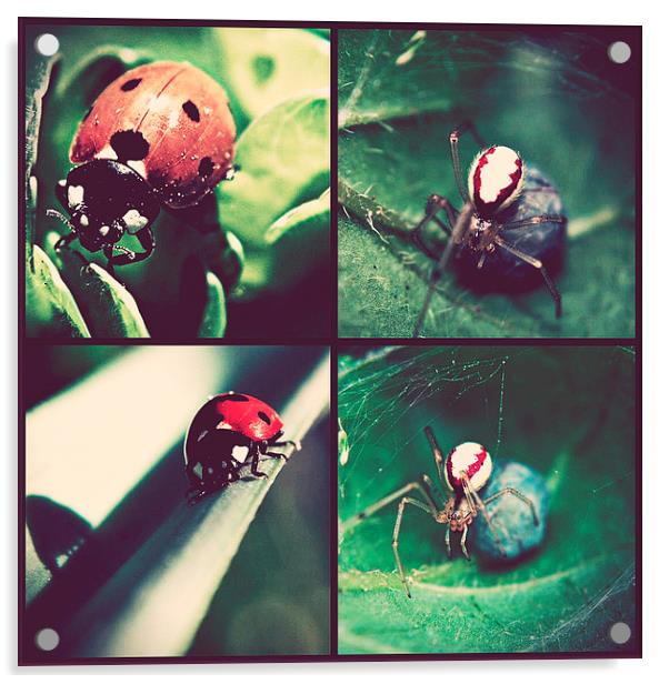 Ladybirds And Spiders. Acrylic by Rosanna Zavanaiu