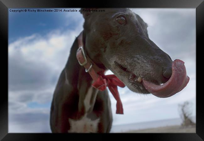  Black greyhound licking his lips Framed Print by Richy Winchester