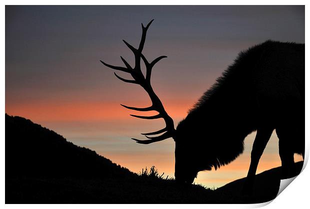 sunset stag Print by Peter Righteous
