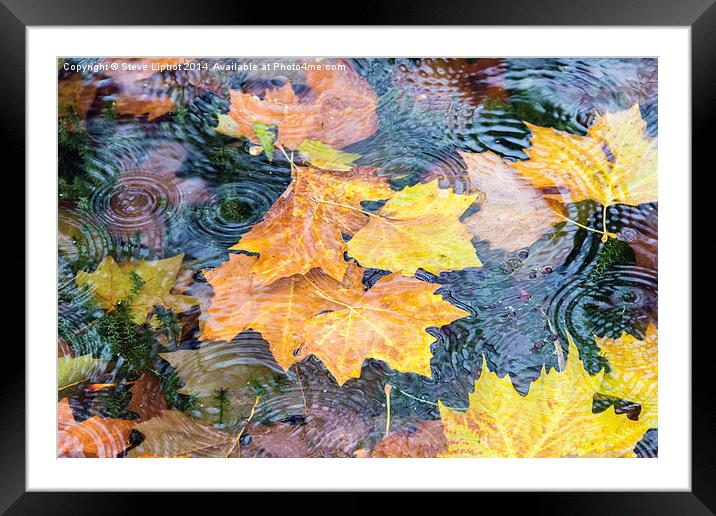  Autumn Framed Mounted Print by Steve Liptrot