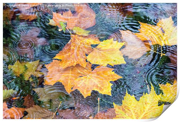  Autumn Print by Steve Liptrot
