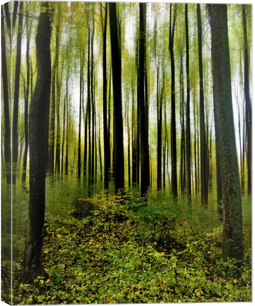  Into The Woods Canvas Print by Tom and Dawn Gari