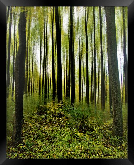  Into The Woods Framed Print by Tom and Dawn Gari