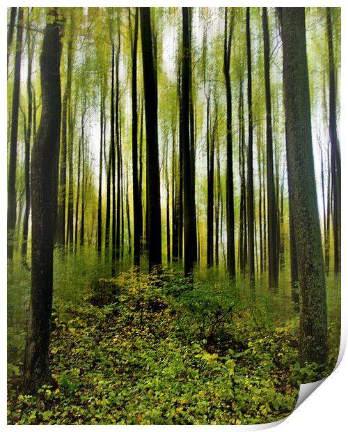  Into The Woods Print by Tom and Dawn Gari