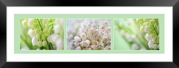  Lilies of the Valley. Triptych  Framed Mounted Print by Jenny Rainbow