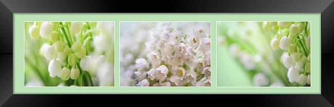  Lilies of the Valley. Triptych  Framed Print by Jenny Rainbow