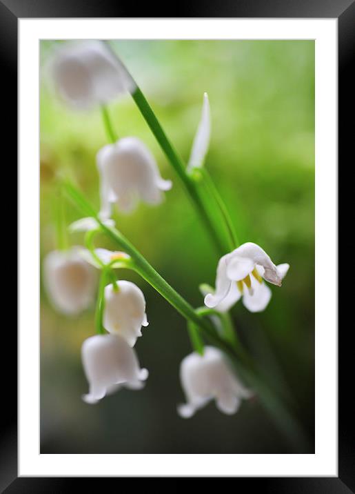  Delightful Spring  Framed Mounted Print by Jenny Rainbow