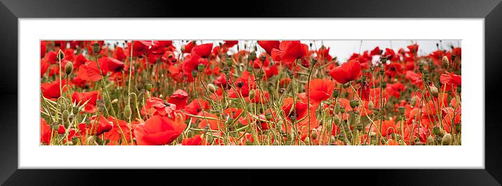  Poppies Framed Mounted Print by Simon West