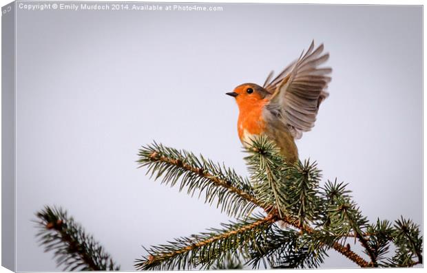  Robin Stretching His Wings Canvas Print by Emily Murdoch