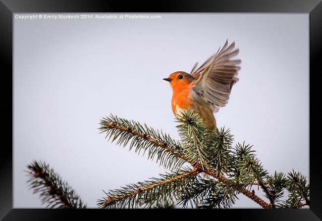  Robin Stretching His Wings Framed Print by Emily Murdoch