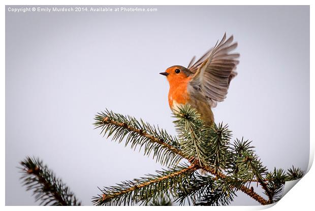  Robin Stretching His Wings Print by Emily Murdoch