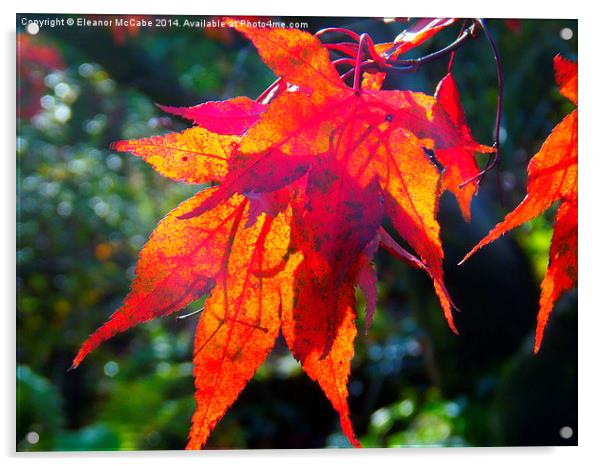 Autumn Brightness! Acrylic by Eleanor McCabe