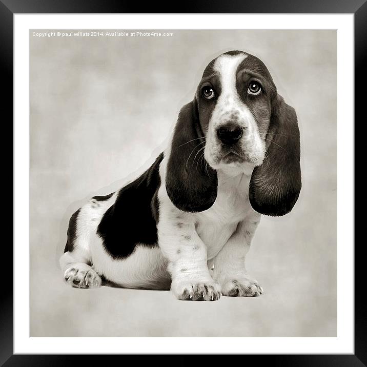 HANG DOG LOOK  Framed Mounted Print by paul willats
