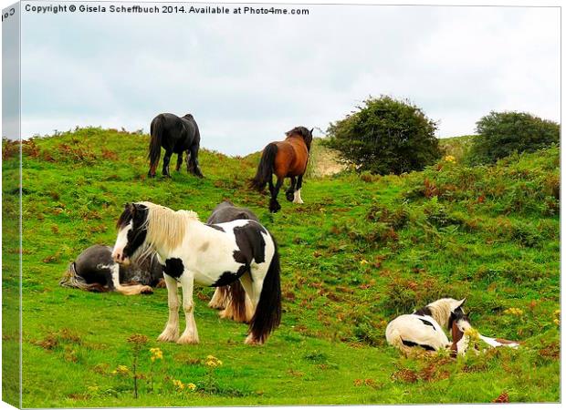  Tinker Horses in Ireland Canvas Print by Gisela Scheffbuch