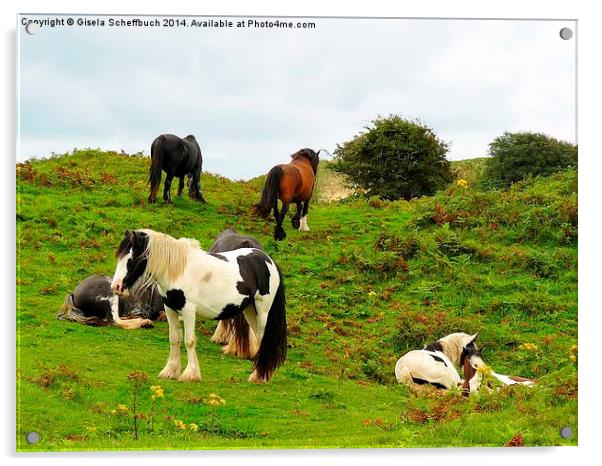  Tinker Horses in Ireland Acrylic by Gisela Scheffbuch