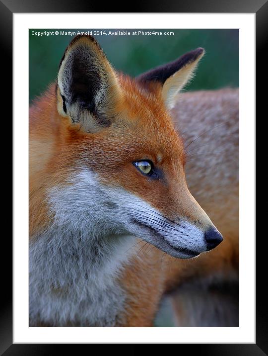  Fox Portrait Framed Mounted Print by Martyn Arnold