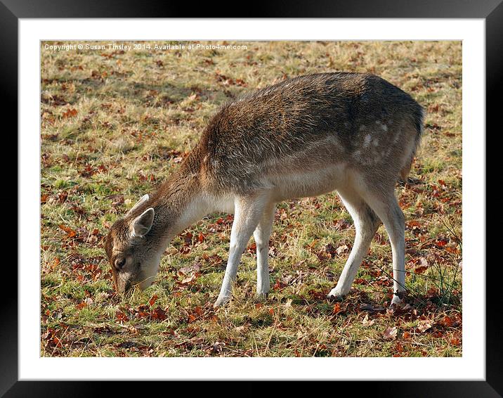 Young deer Framed Mounted Print by Susan Tinsley