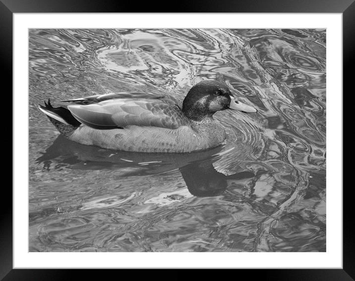 Duck on the river Framed Mounted Print by Lisa Tayler