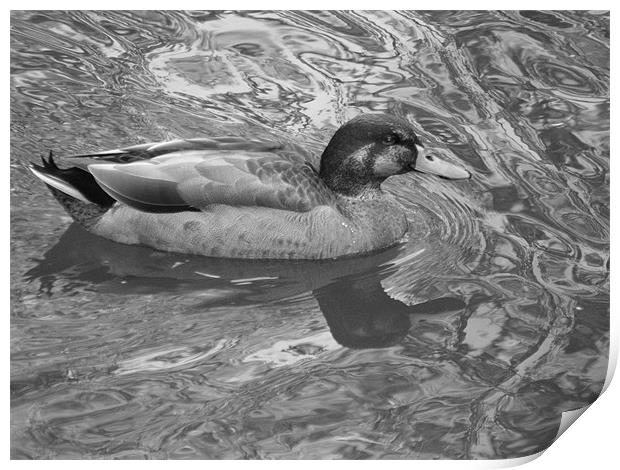 Duck on the river Print by Lisa Tayler