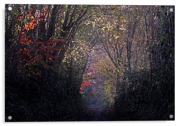 Autumns Arch Acrylic by Chris Griffin