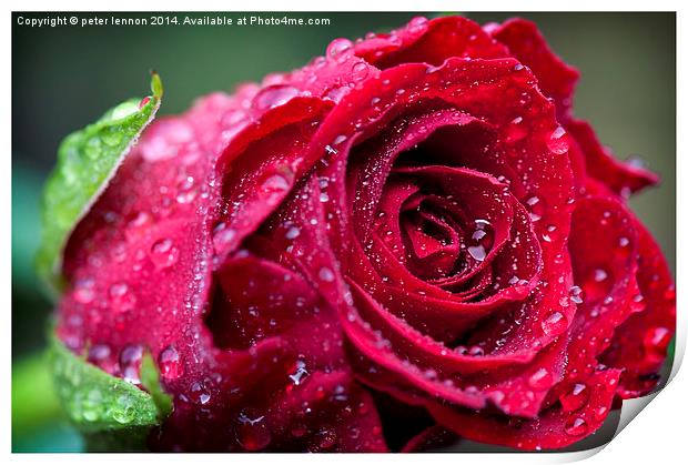 Rose Heart Print by Peter Lennon