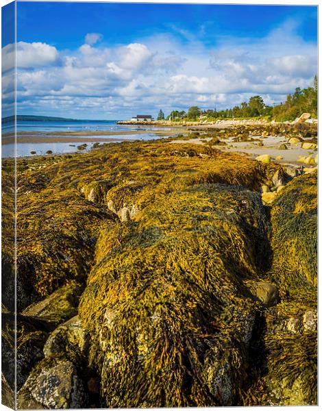 Seaweed on the Beach, Liverpool, Nova Scotia, Cana Canvas Print by Mark Llewellyn