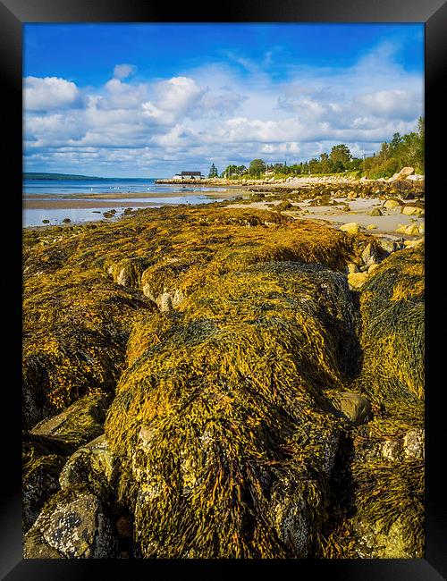 Seaweed on the Beach, Liverpool, Nova Scotia, Cana Framed Print by Mark Llewellyn