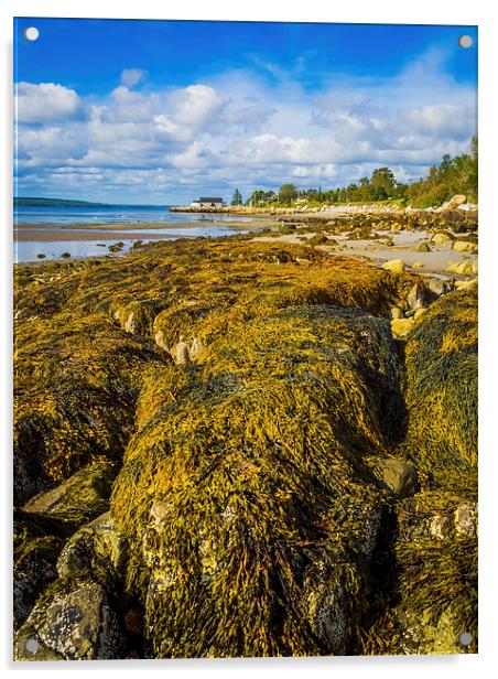 Seaweed on the Beach, Liverpool, Nova Scotia, Cana Acrylic by Mark Llewellyn