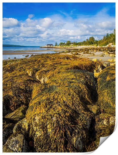 Seaweed on the Beach, Liverpool, Nova Scotia, Cana Print by Mark Llewellyn