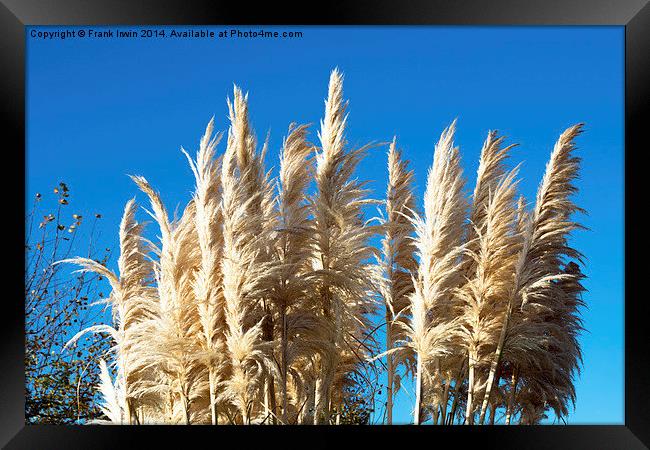  Beautiful, tall, willowy Pampas Grass Framed Print by Frank Irwin