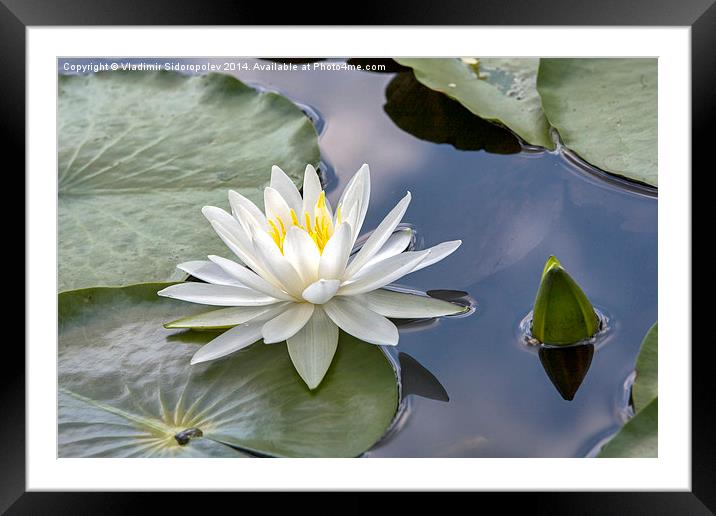  Water lily Framed Mounted Print by Vladimir Sidoropolev