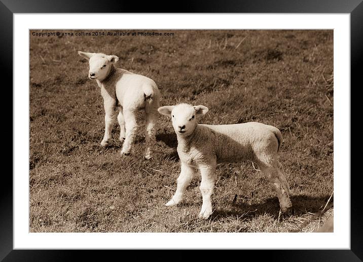  Newborn twin lambs in Sepia Framed Mounted Print by anna collins