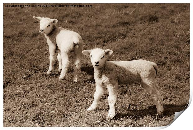  Newborn twin lambs in Sepia Print by anna collins