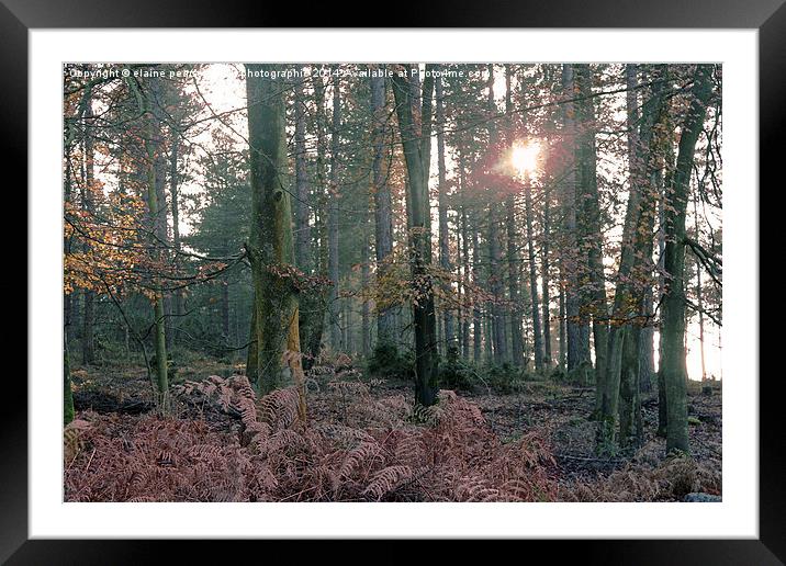  Into the trees Framed Mounted Print by Elaine Pearson