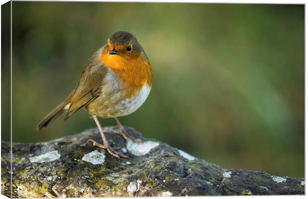  Robin Canvas Print by James Grant
