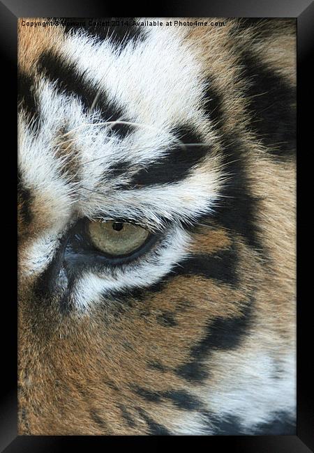 Eye of the tiger Framed Print by Howard Corlett