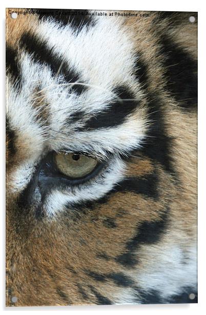 Eye of the tiger Acrylic by Howard Corlett