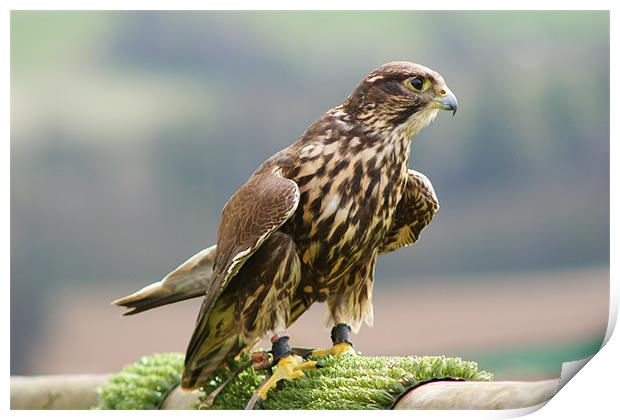 Bird of pray (Peregrine Falcon) Print by Dave Windsor